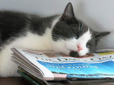 猫がいない生活は考えられません