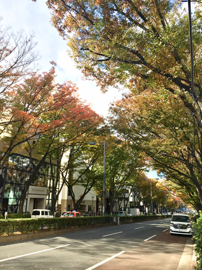 表参道の並木。少し紅葉していました
