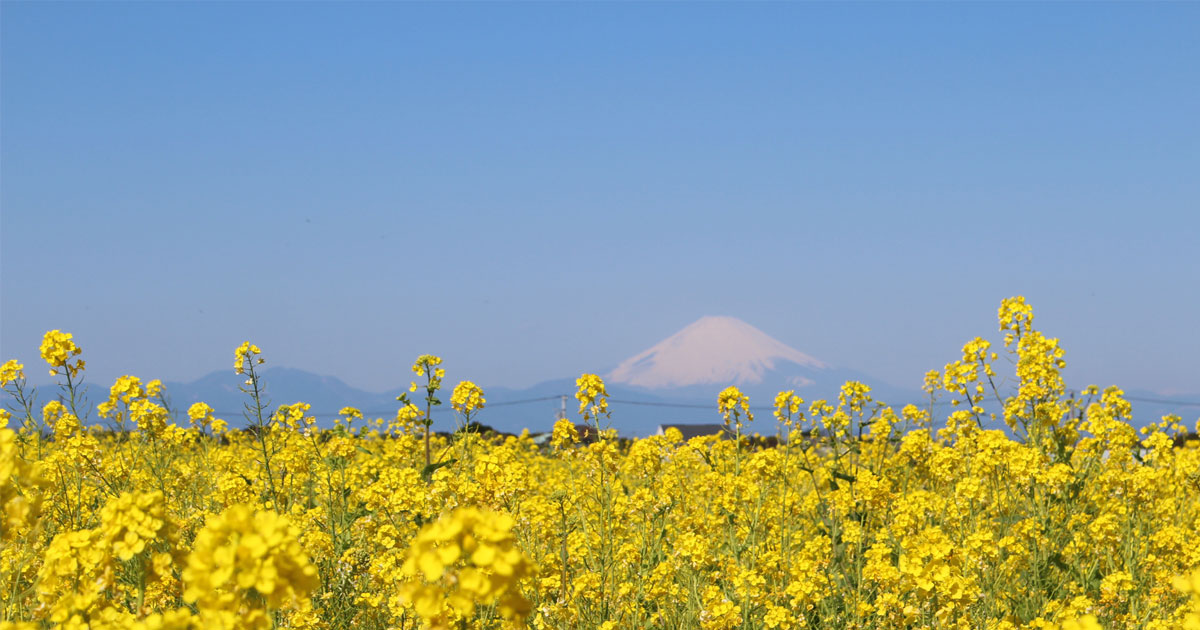 1月が見頃 菜の花 富士山 の絶景 みんなの暮らし日記online