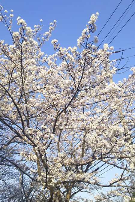 桜の季節です