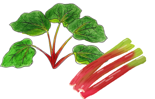 こんな感じの野菜です(イラストはイラストACさんより)